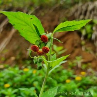 Crassocephalum crepidioides (Benth.) S.Moore